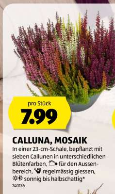 CALLUNA, MOSAIK