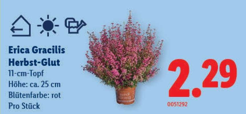 Erica Gracilis Herbst-Glut